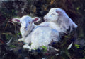 Sheep