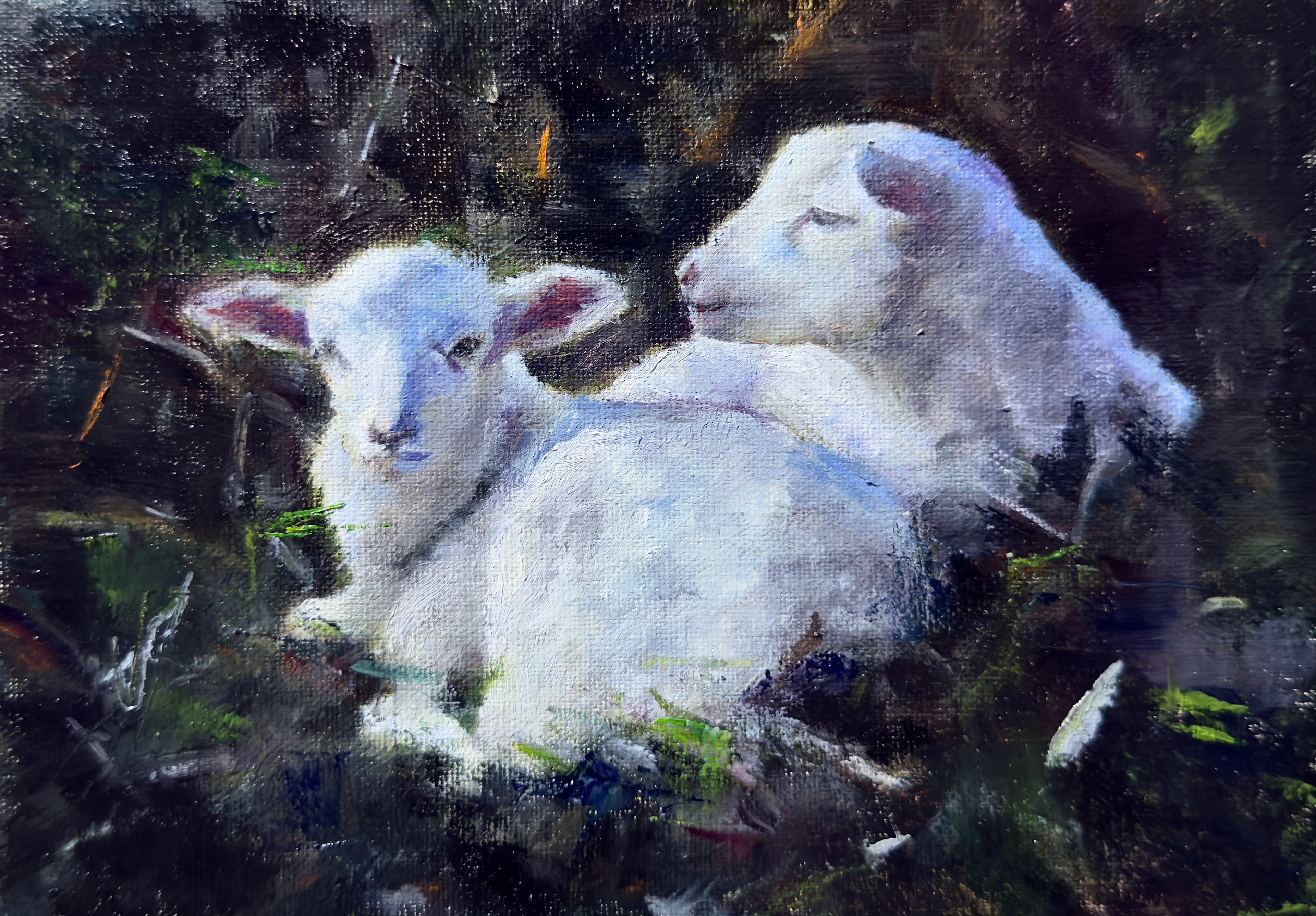 Sheep