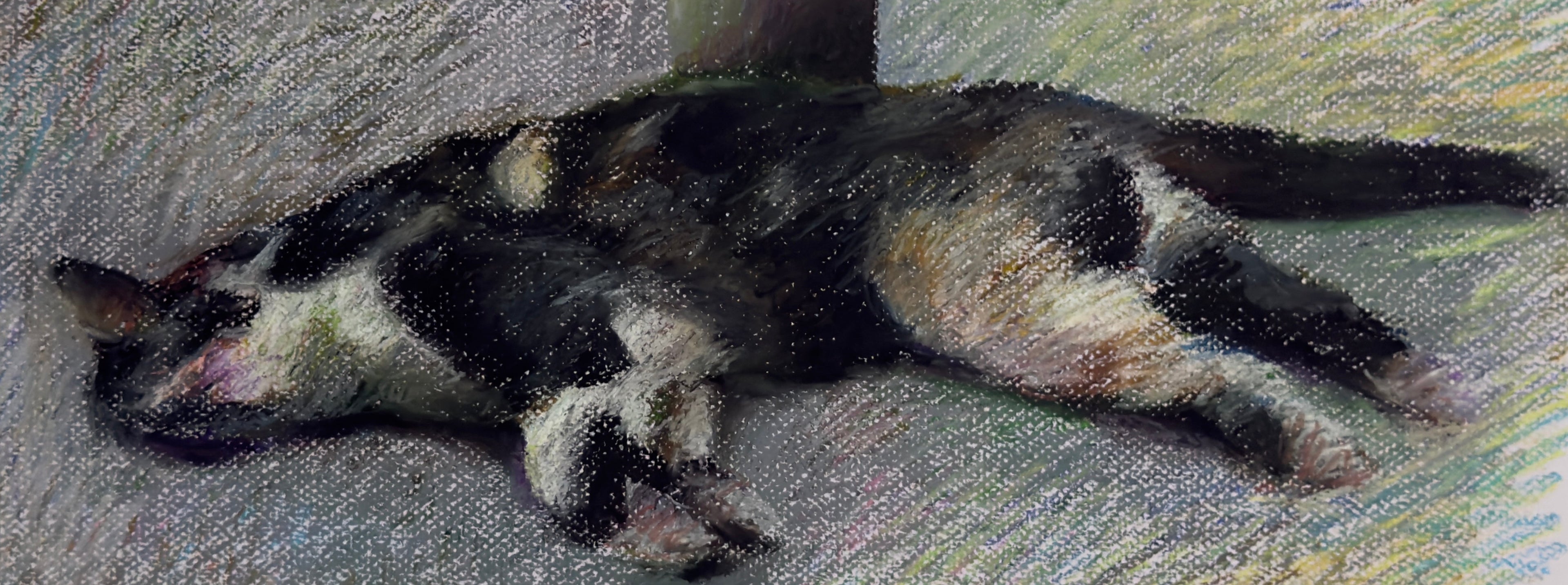 Dead cat lying on a concrete floor